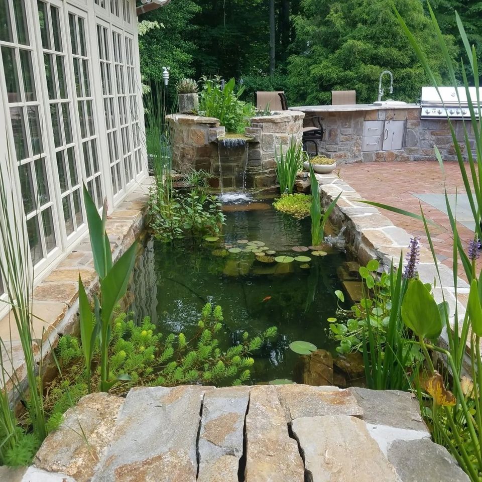 a lilly pond